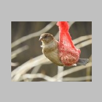 Spatz am Meisenknödel.JPG